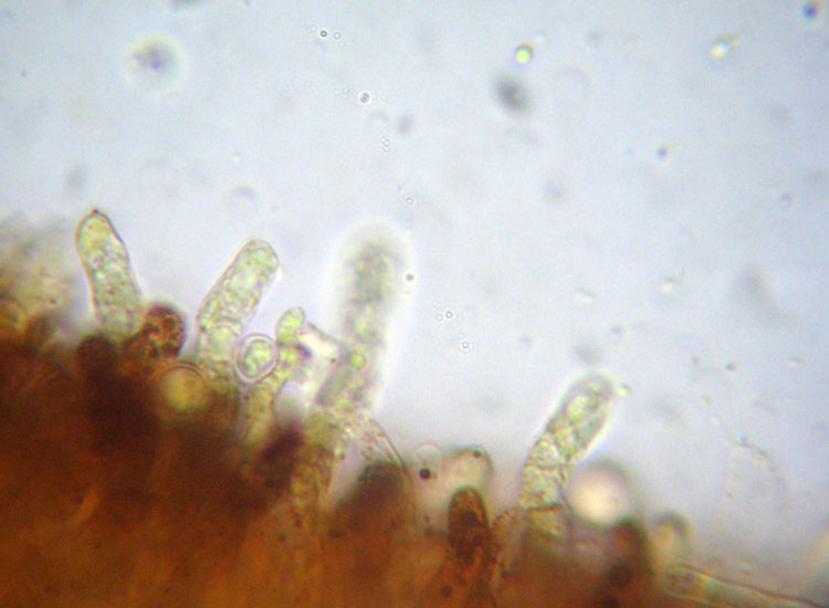 In parcheggio (Granulobasidium vellereum)